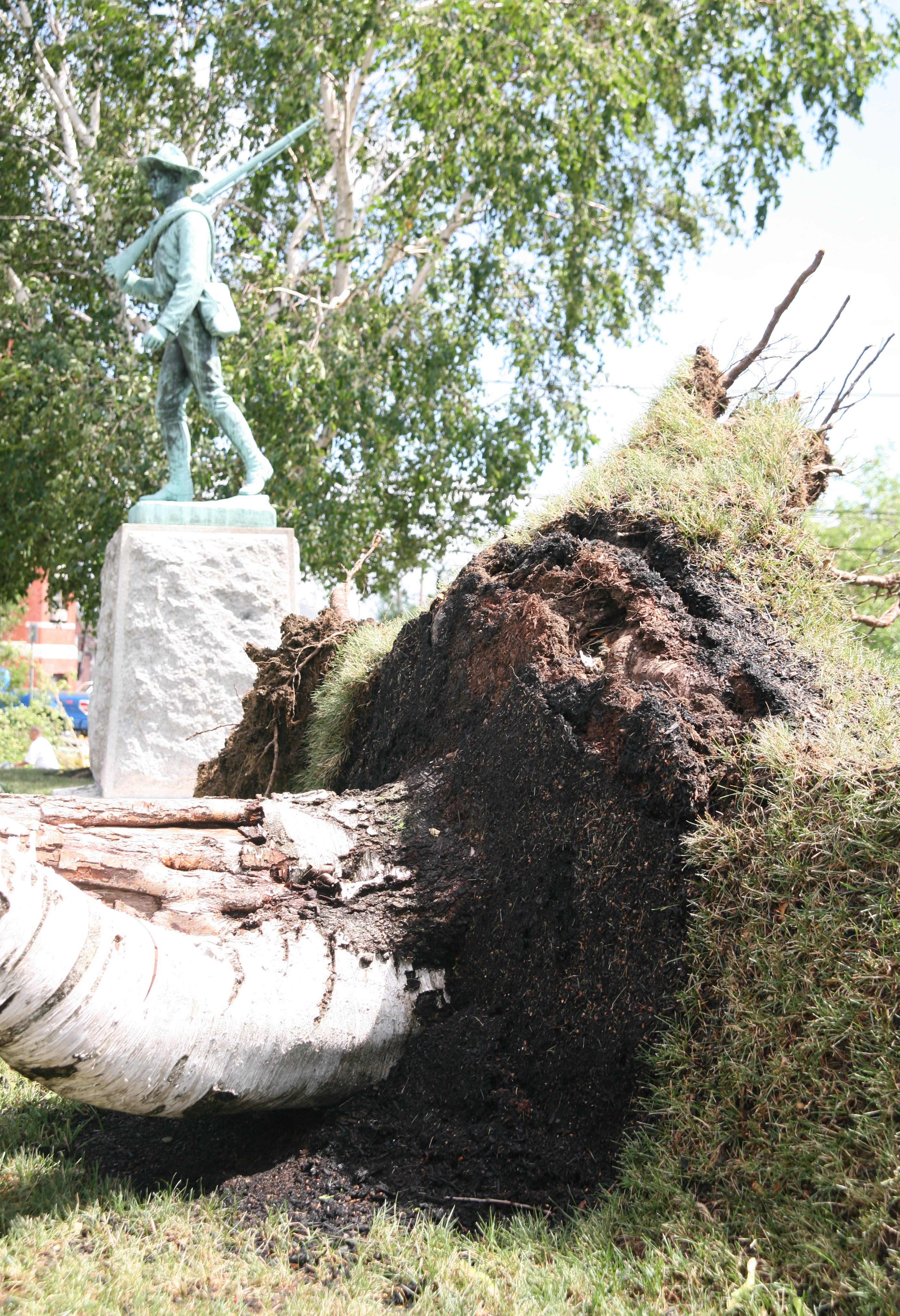 The huge, signature Beech trees on the American Legion Lawn were ripped out of the ground by the roots – changing the landscape of the treasured memorial garden forever.